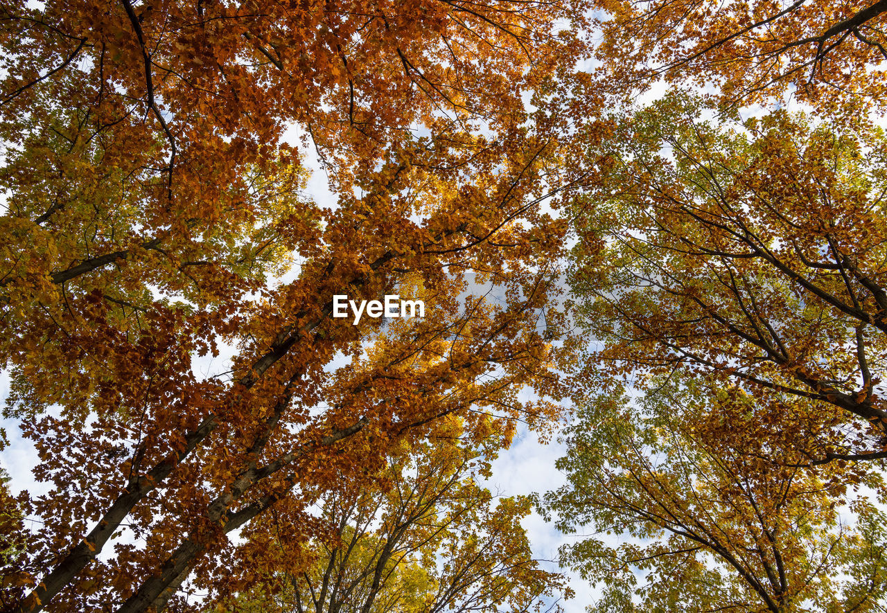 LOW ANGLE VIEW OF TREE AGAINST SKY