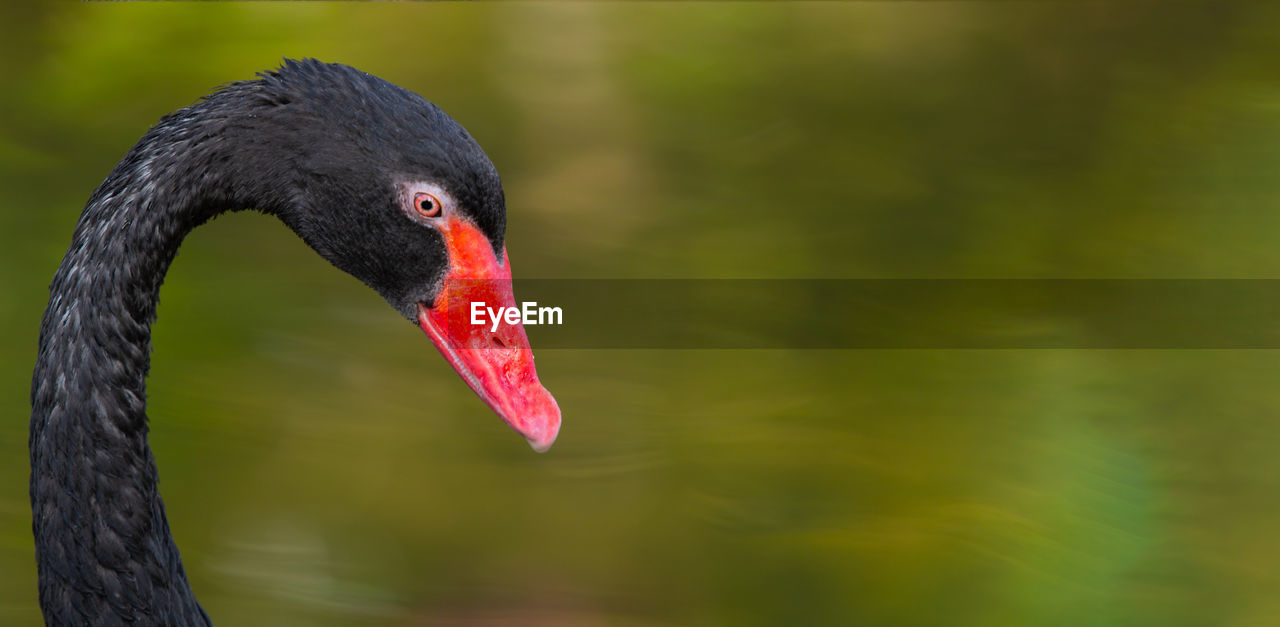 CLOSE-UP OF A SWAN