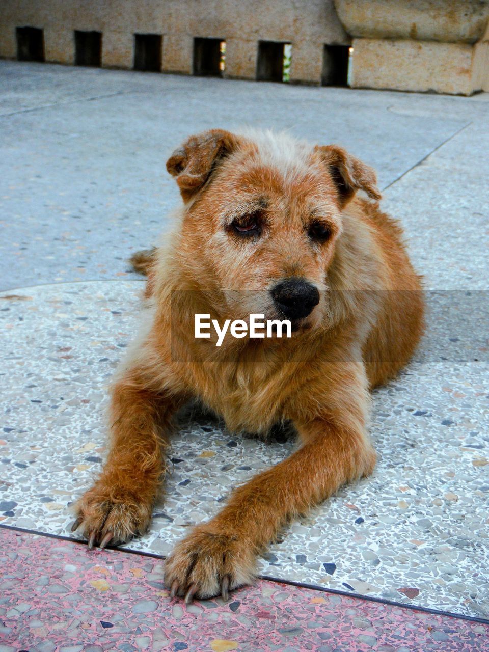 CLOSE-UP PORTRAIT OF DOG SITTING ON FLOOR