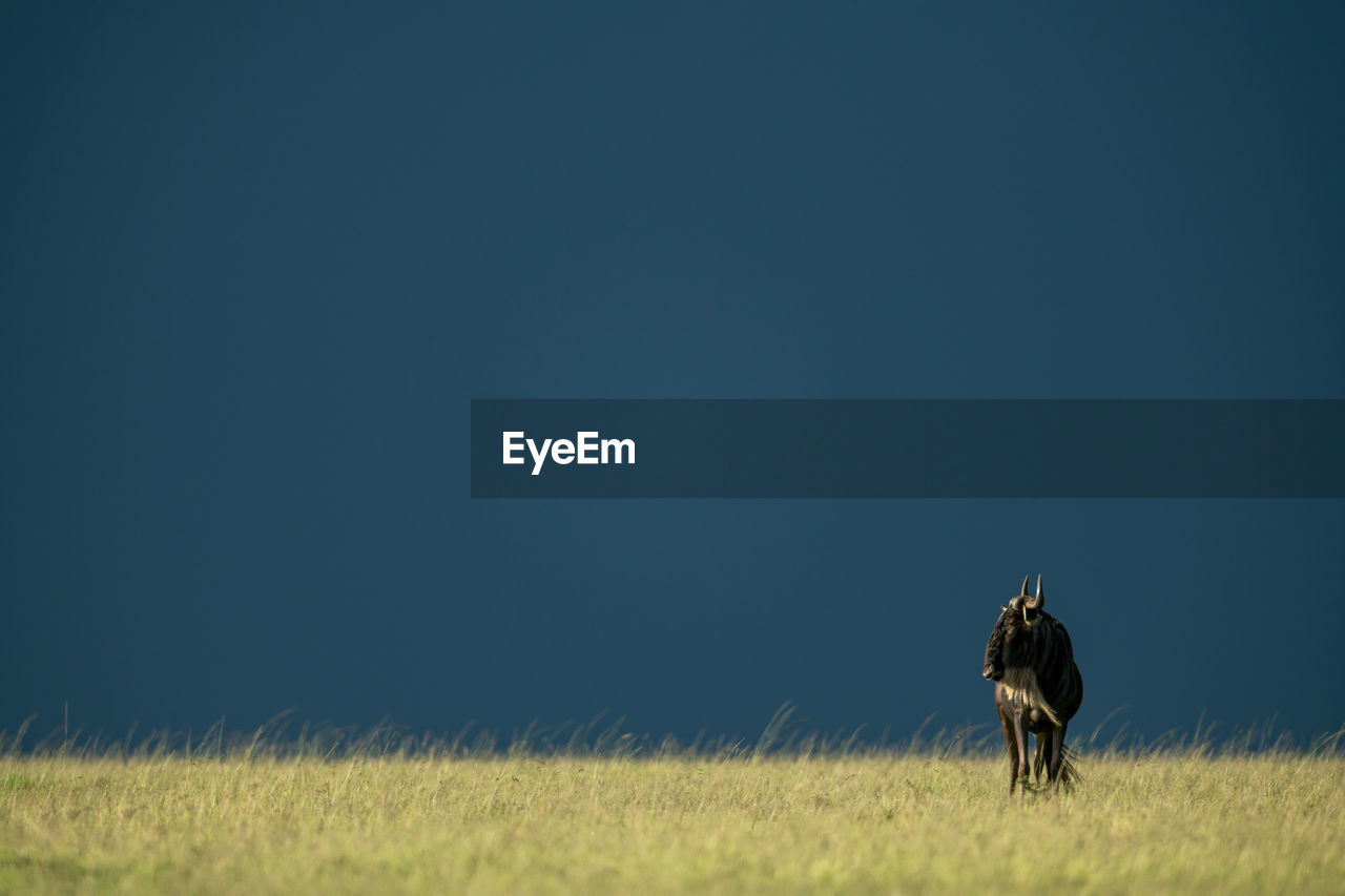 Blue wildebeest stands turning head on horizon