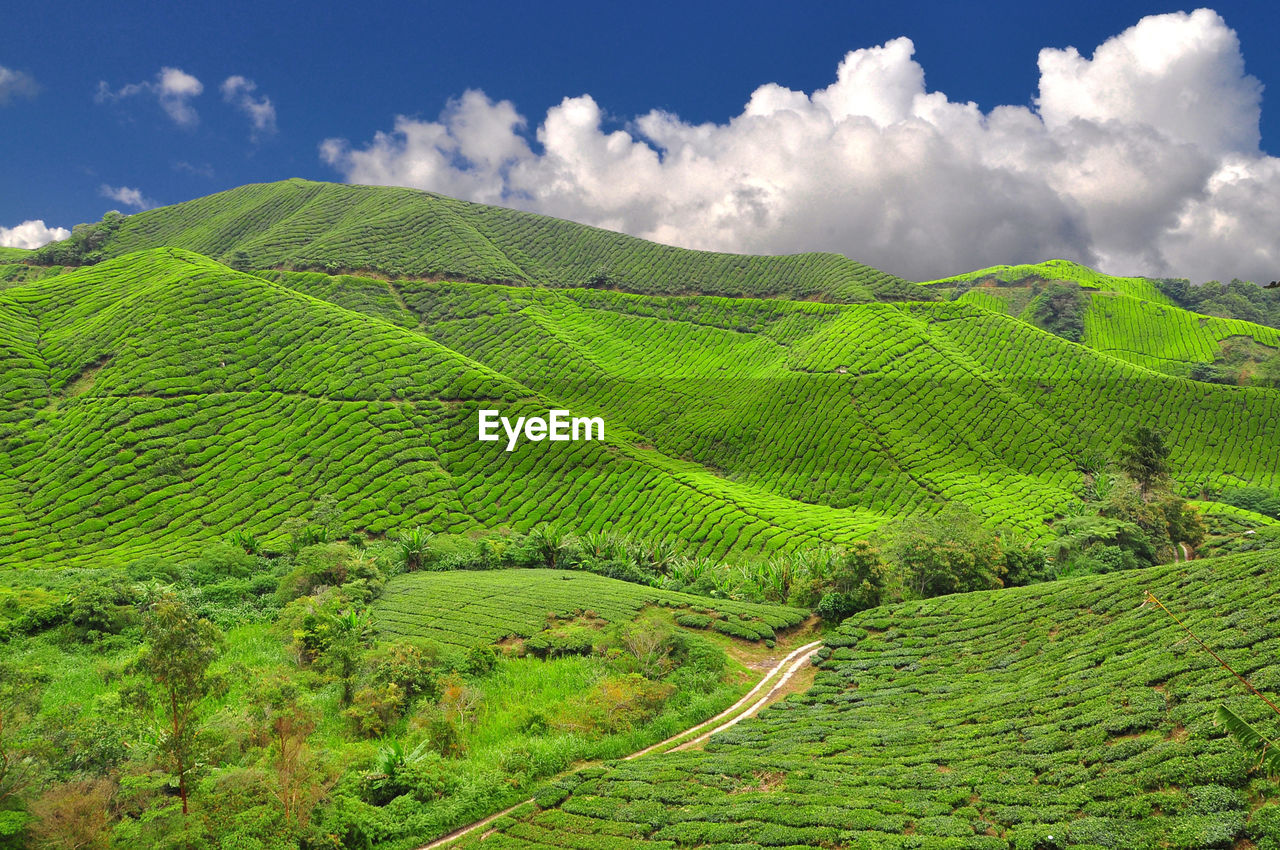 Scenic view of agricultural field against sky