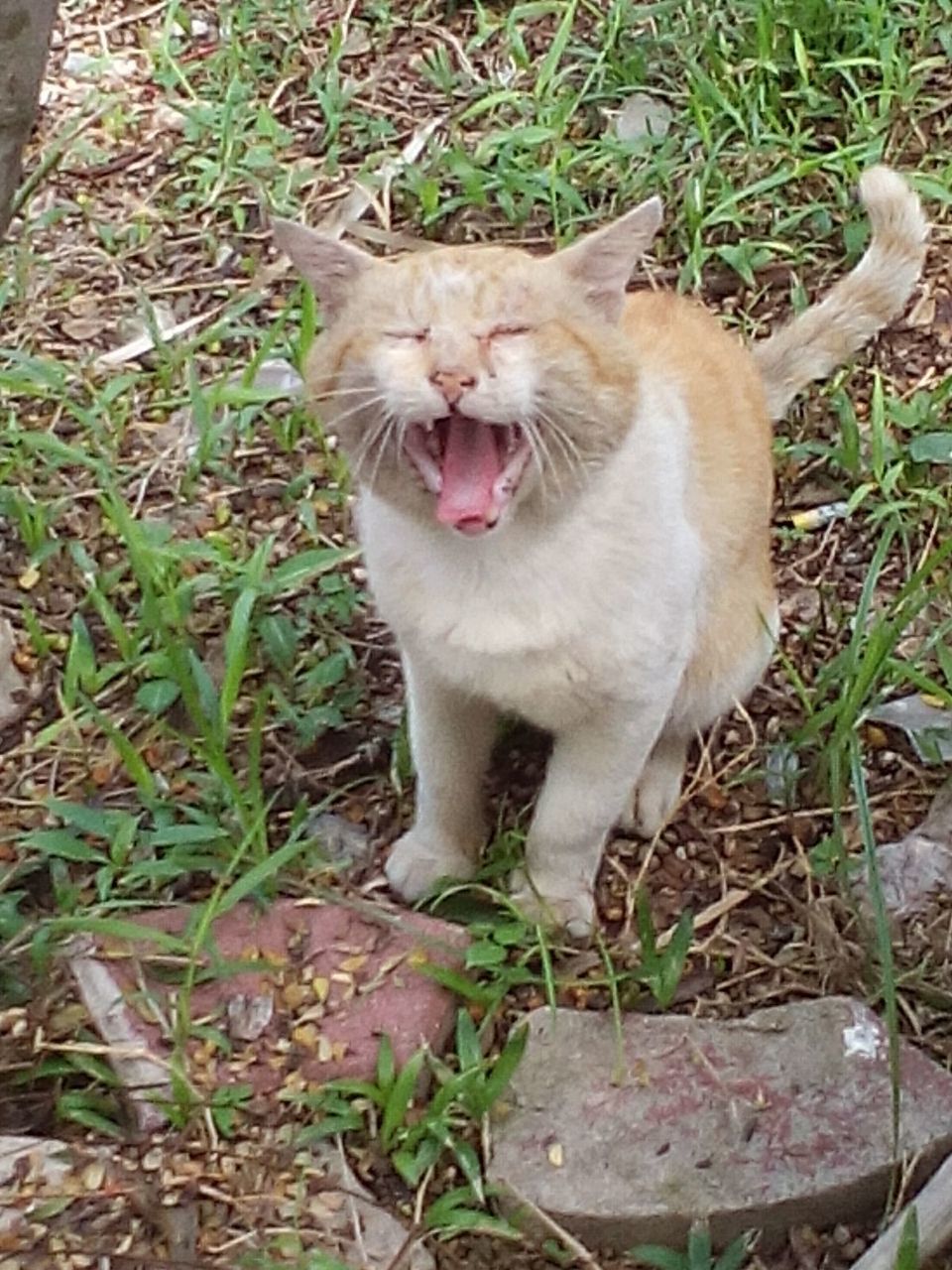 CAT LYING ON GRASS