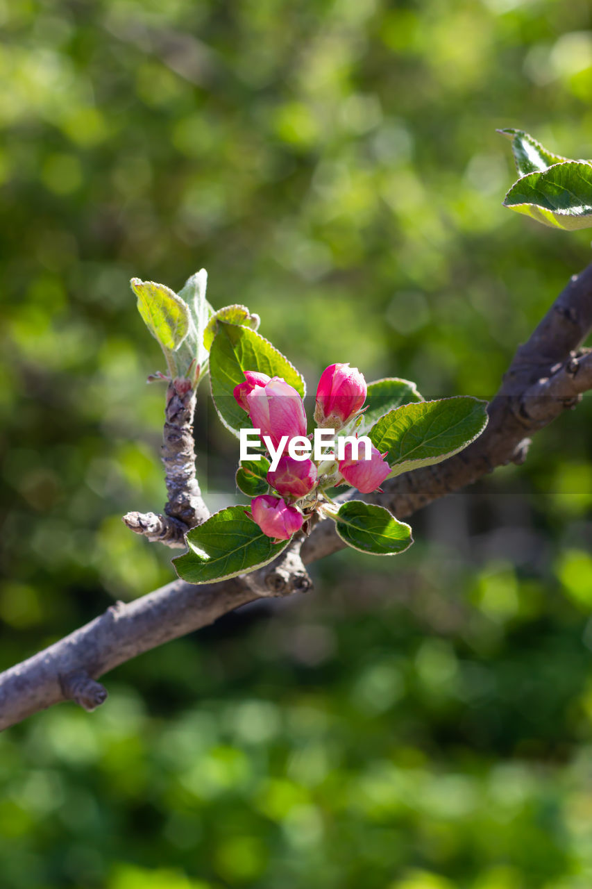 CLOSE-UP OF FRESH PINK FLOWER BUDS ON BRANCH