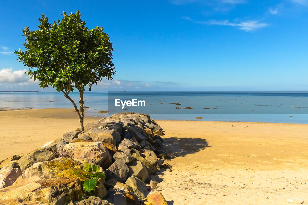 VIEW OF DRIFTWOOD ON BEACH