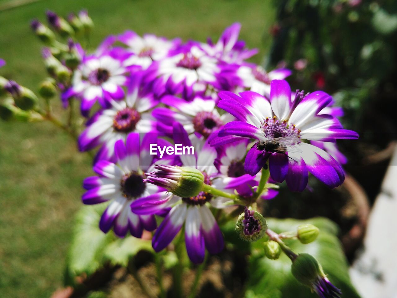 High angle view of cinerarias blooming at park