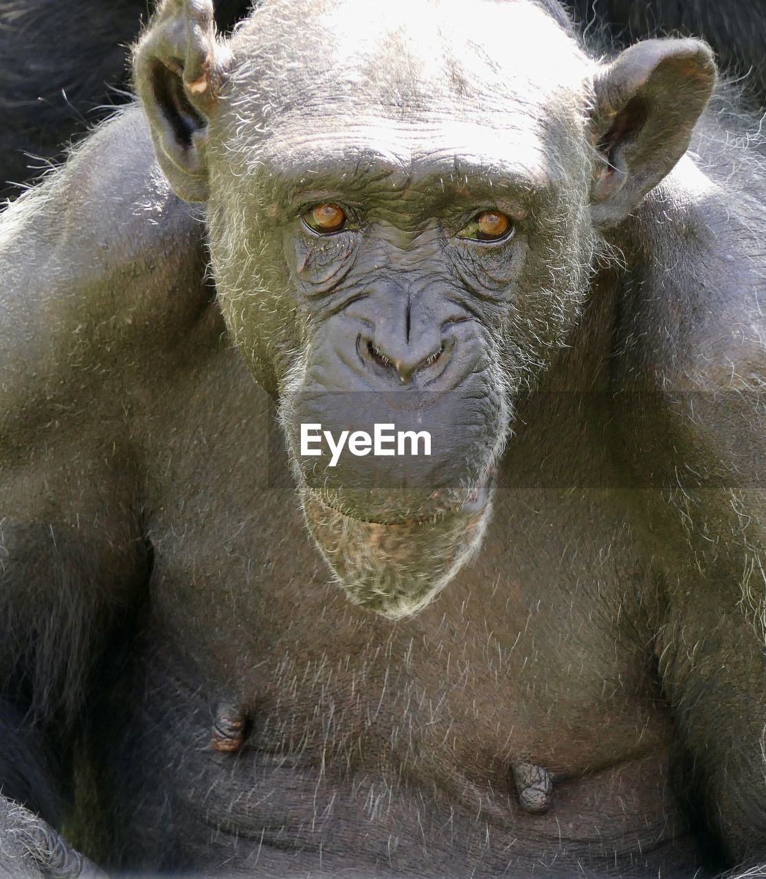 CLOSE-UP PORTRAIT OF BLACK