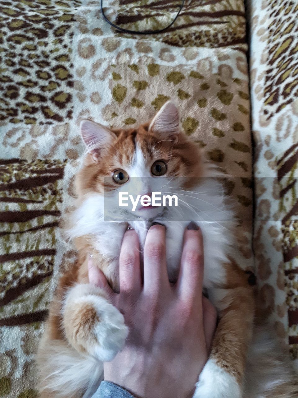 Portrait of hand holding cat