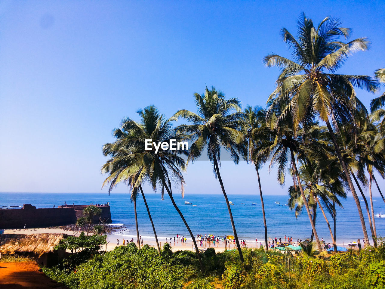 Palm trees on beach against clear blue sky