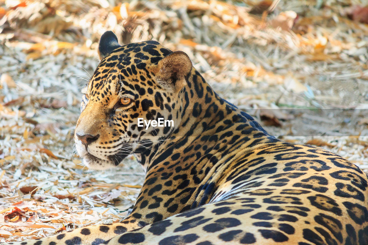 CLOSE-UP OF LEOPARD