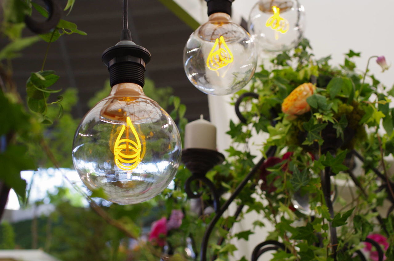 Low angle view of illuminated light bulbs hanging by flowering plants