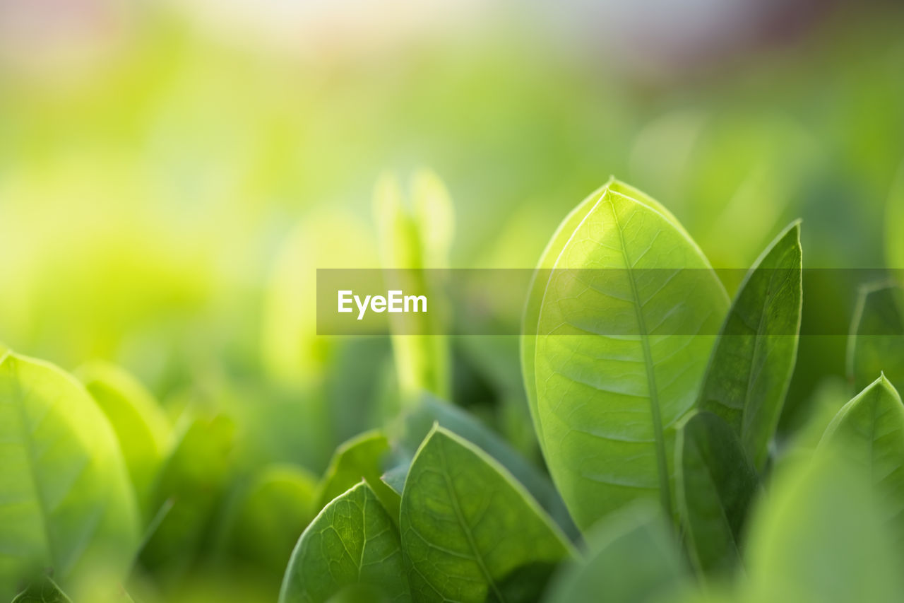 CLOSE-UP OF FRESH GREEN LEAVES ON PLANT