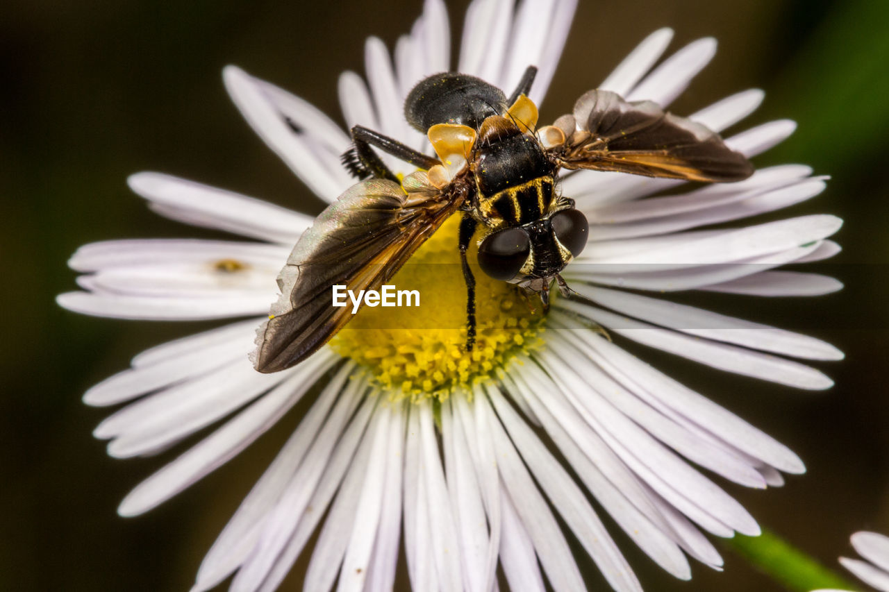 CLOSE-UP OF BEE ON YELLOW FLOWER