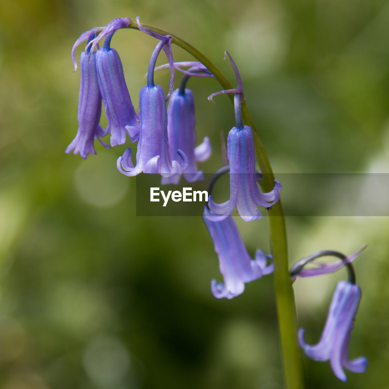 Close-up of purple flower blooming against blue sky