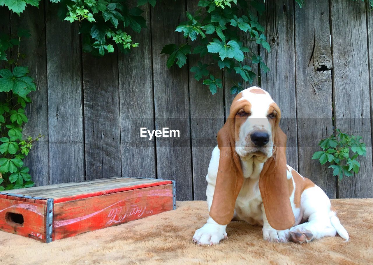 PORTRAIT OF DOG SITTING ON WOOD AGAINST BLURRED BACKGROUND