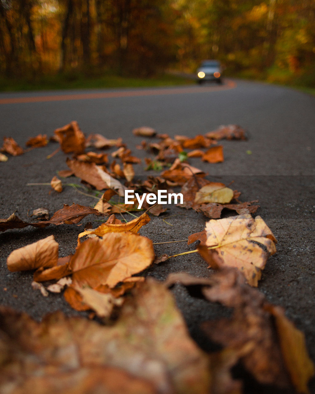 Leaves on road