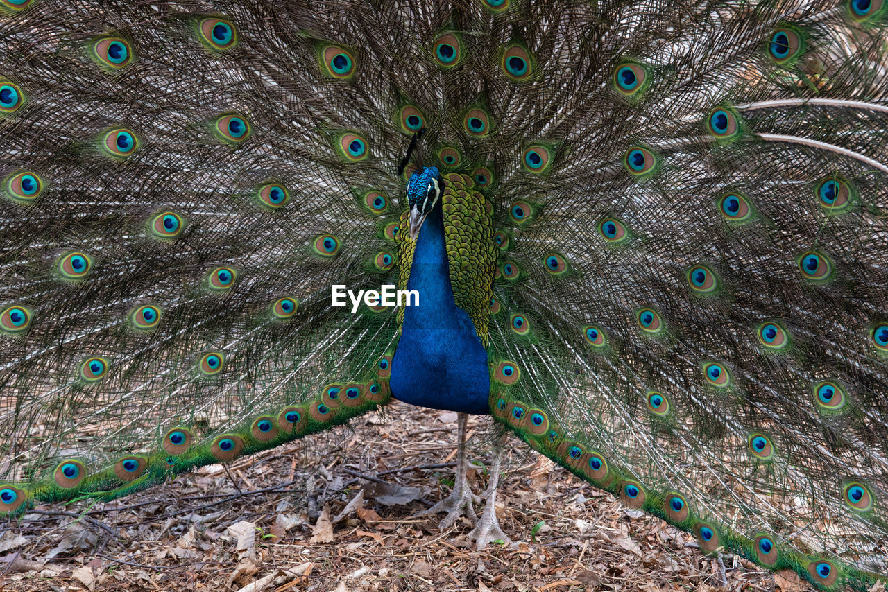 Close-up of peacock displaying its train of feathers