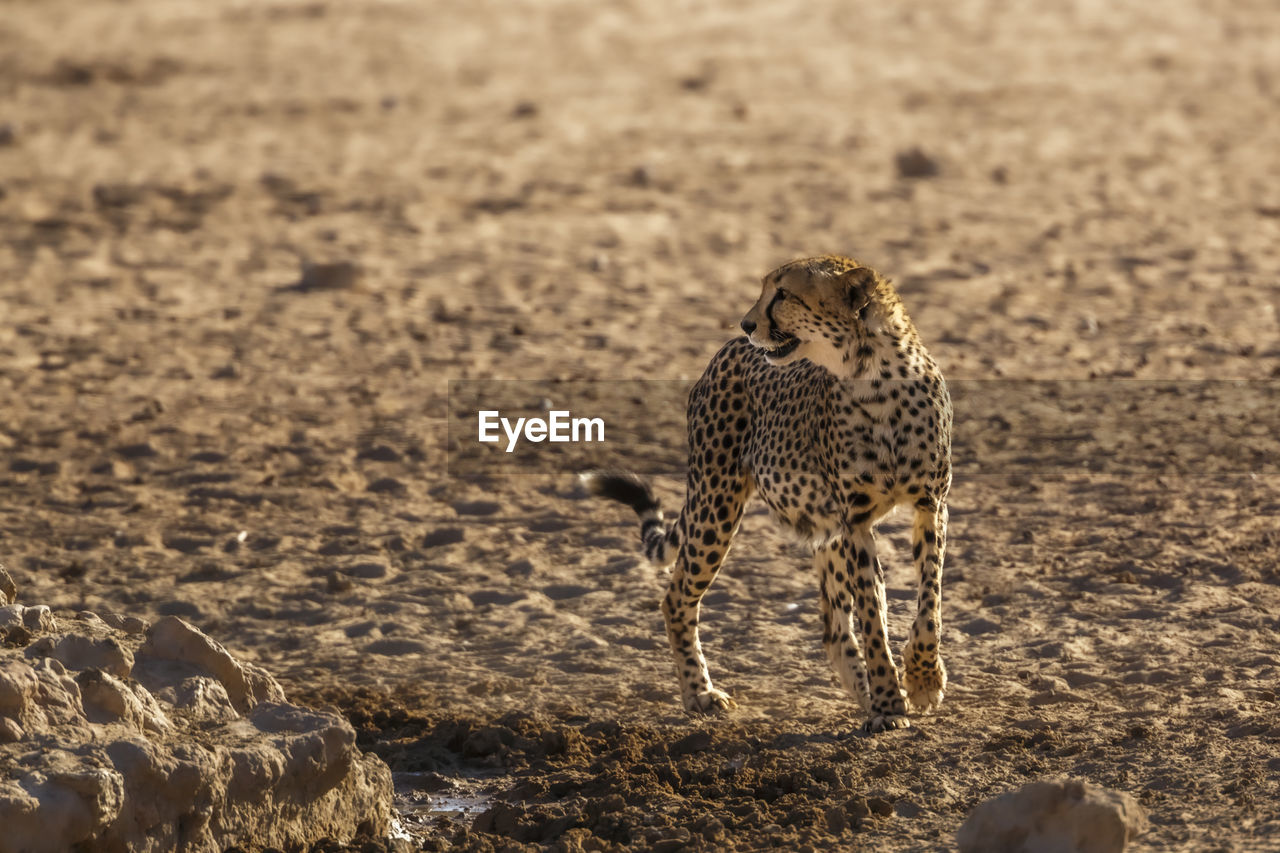 cheetah walking on rock