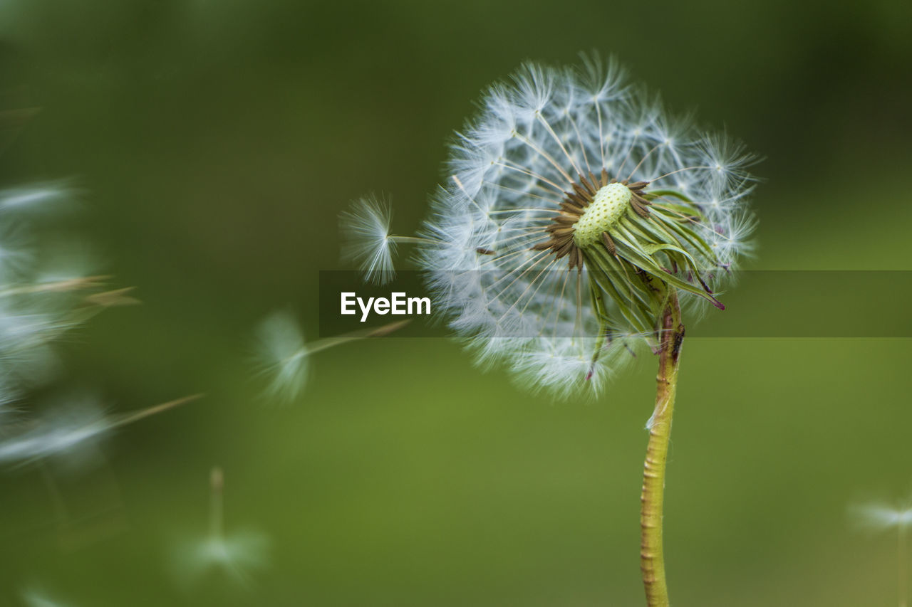 Close-up of dandelion on plant