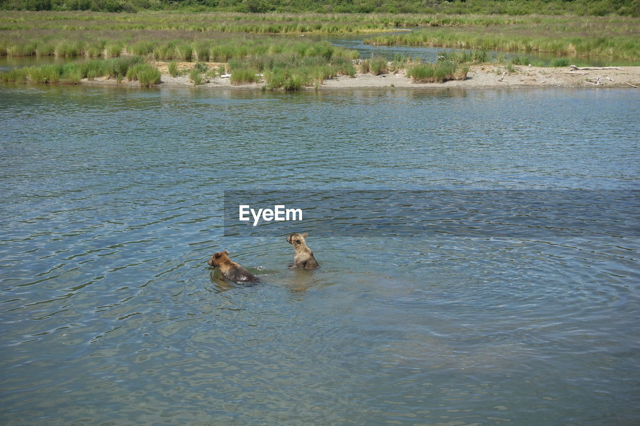 DUCKS SWIMMING ON LAKE