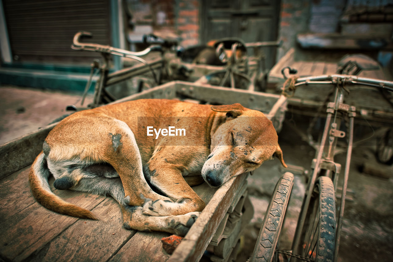 Dog resting on pedicab