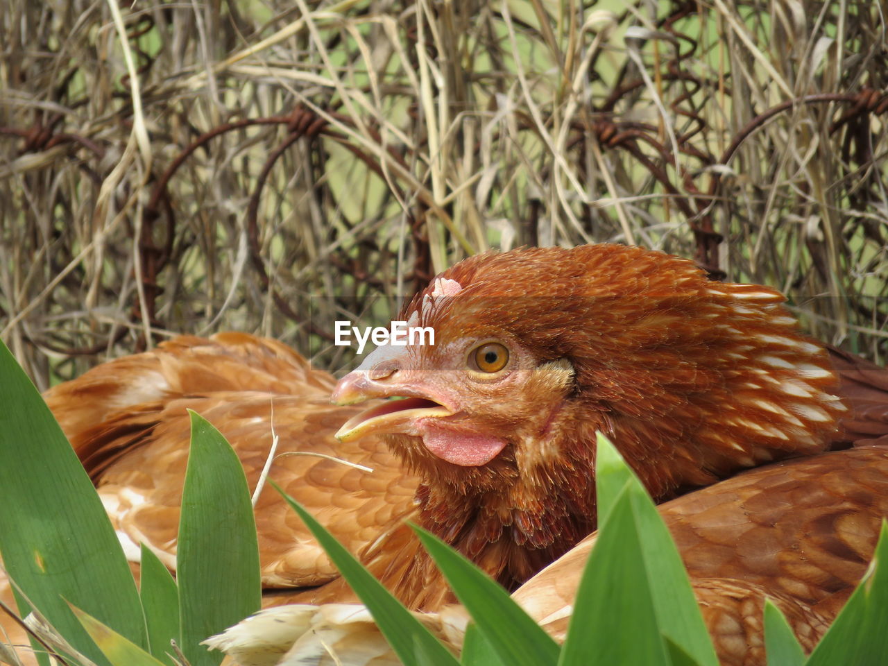 CLOSE-UP OF BIRD