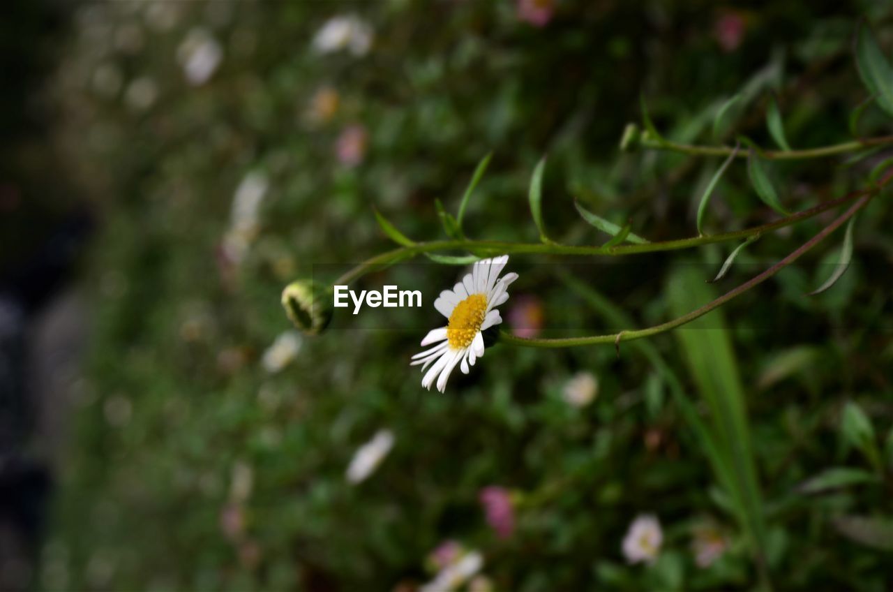 Close-up of white flowering plant