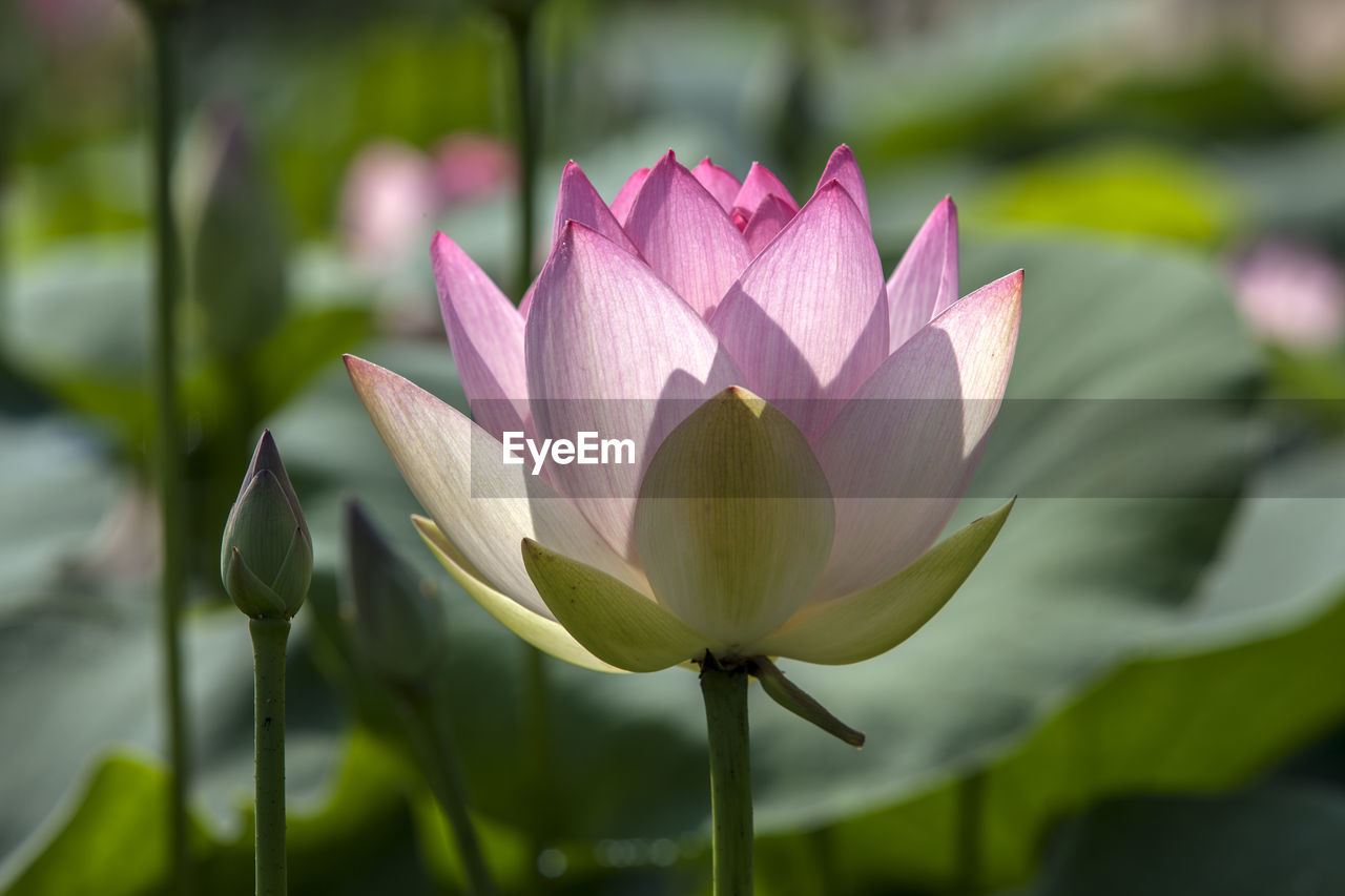 Close-up of pink lotus flower blooming outdoors