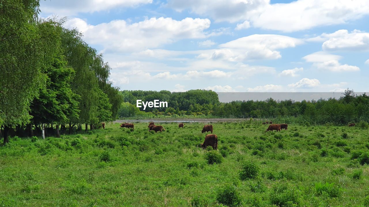 VIEW OF SHEEP ON LANDSCAPE