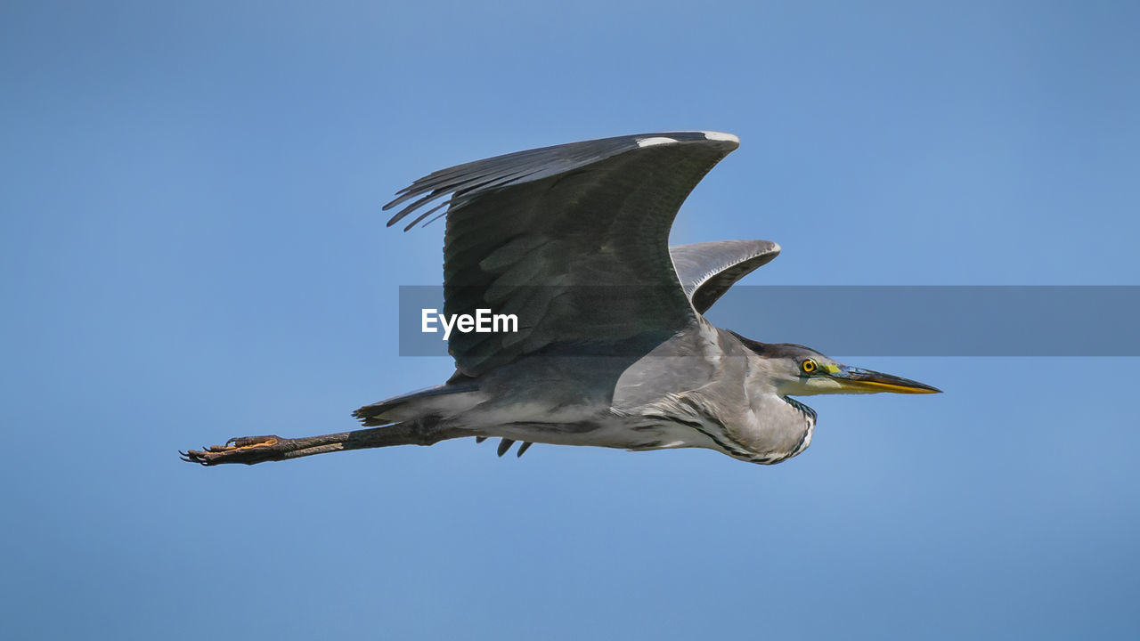 LOW ANGLE VIEW OF SEAGULL FLYING