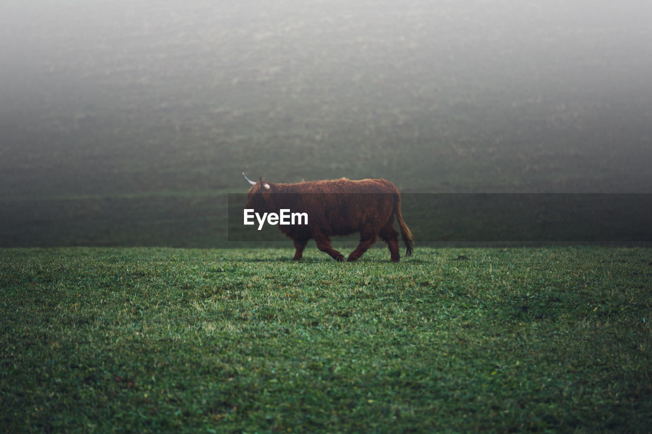 View of a highlander cattle on the foggy field