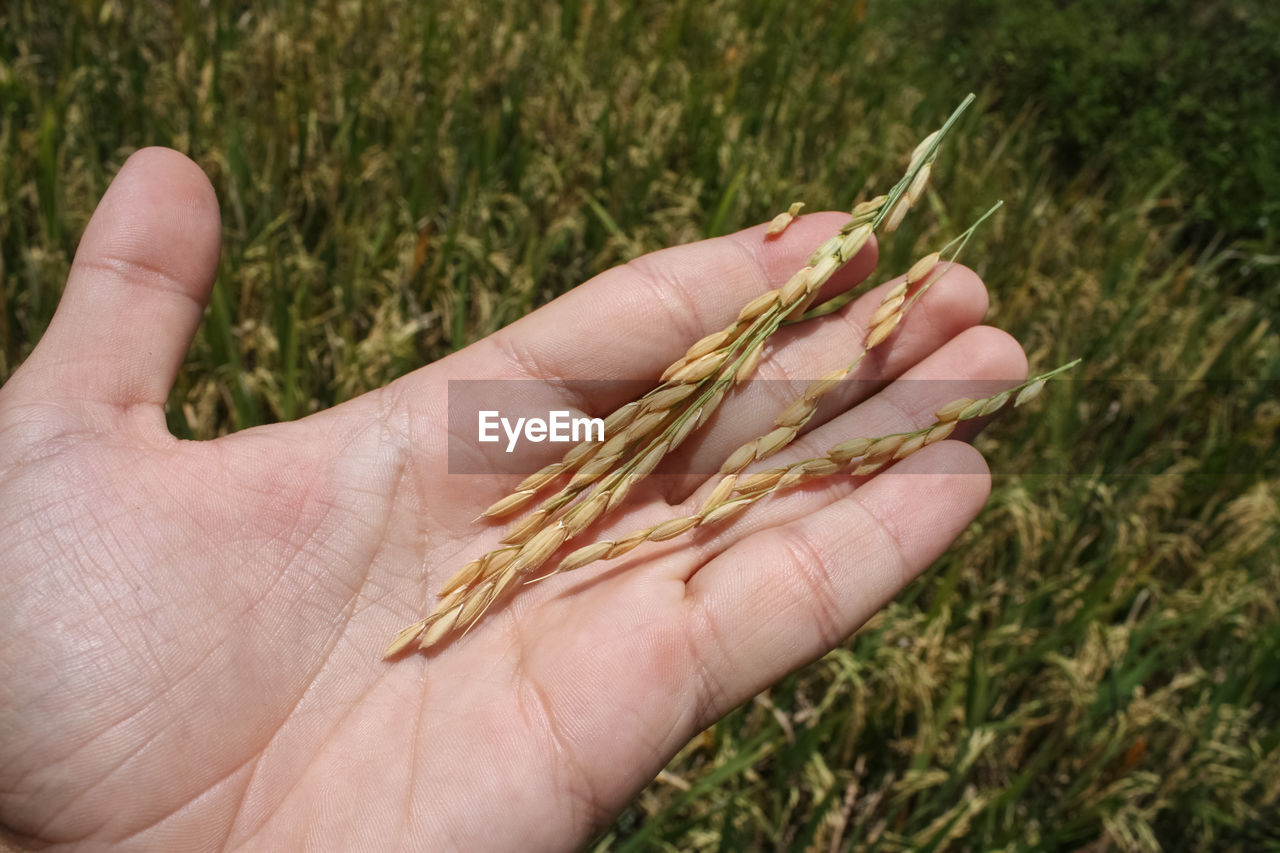 Close-up of hand with rice