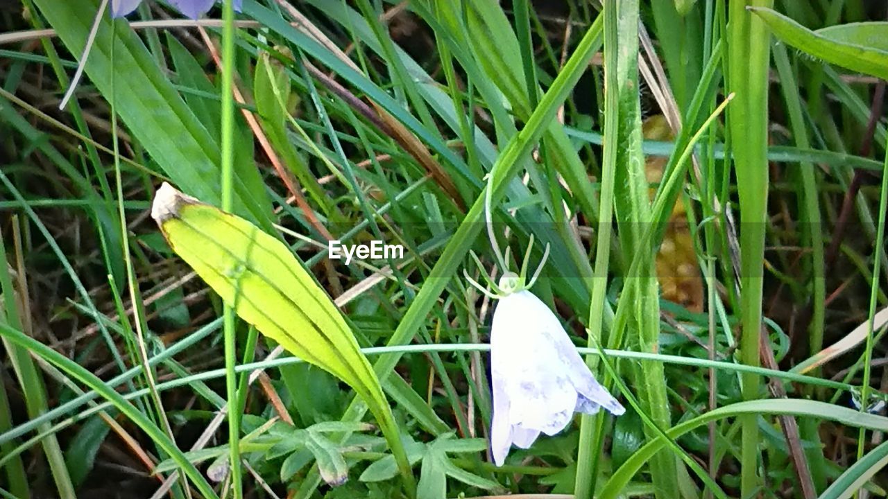 HIGH ANGLE VIEW OF WHITE FLOWERS