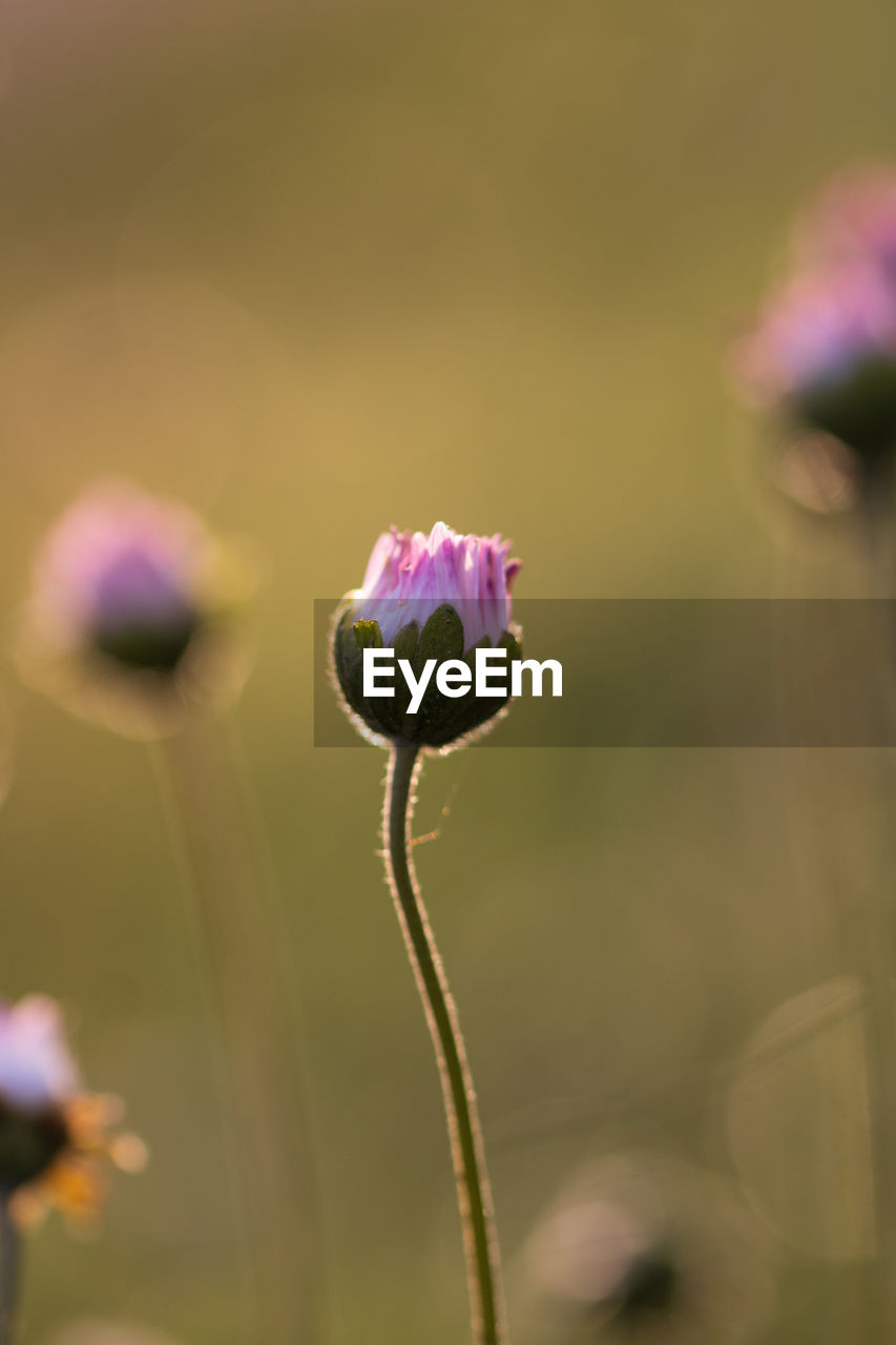 flower, flowering plant, plant, beauty in nature, freshness, fragility, close-up, growth, nature, macro photography, petal, flower head, plant stem, inflorescence, focus on foreground, blossom, purple, no people, selective focus, pink, bud, green, wildflower, yellow, springtime, outdoors, day, botany, field