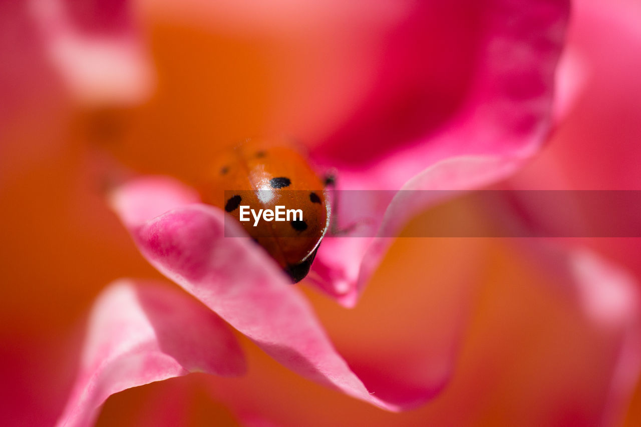 Detail shot of ladybug on flowers