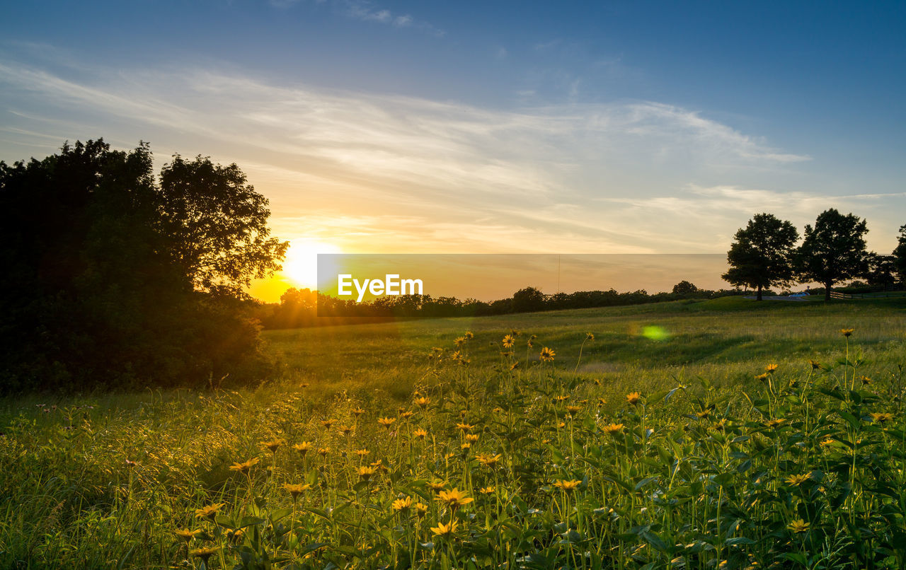 Scenic view of field against sky during sunset