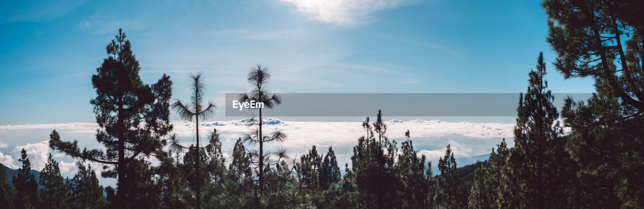 Panoramic view of trees on land against sky