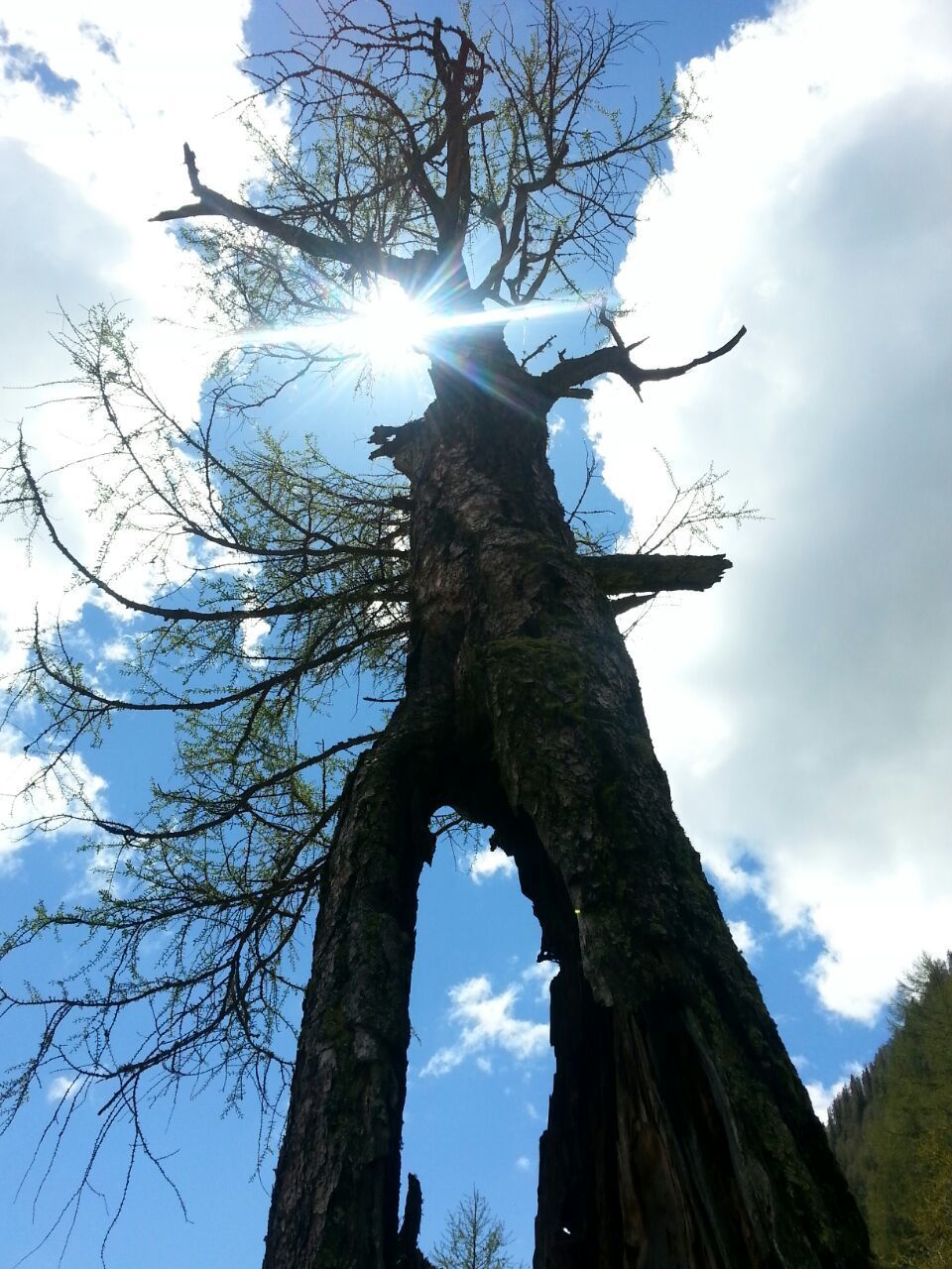 LOW ANGLE VIEW OF SCULPTURE ON TREE TRUNK AGAINST SKY