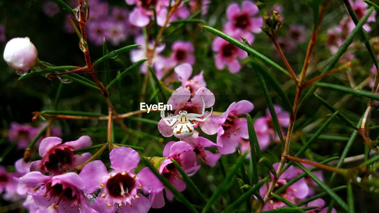 Close-up of a female goldenrod crab spider on pink flowering plants