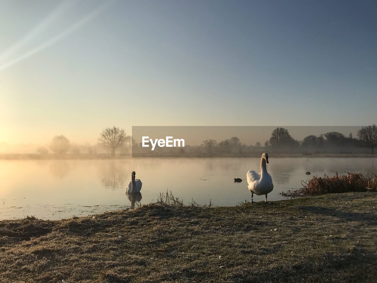 VIEW OF SEAGULLS ON LAKE