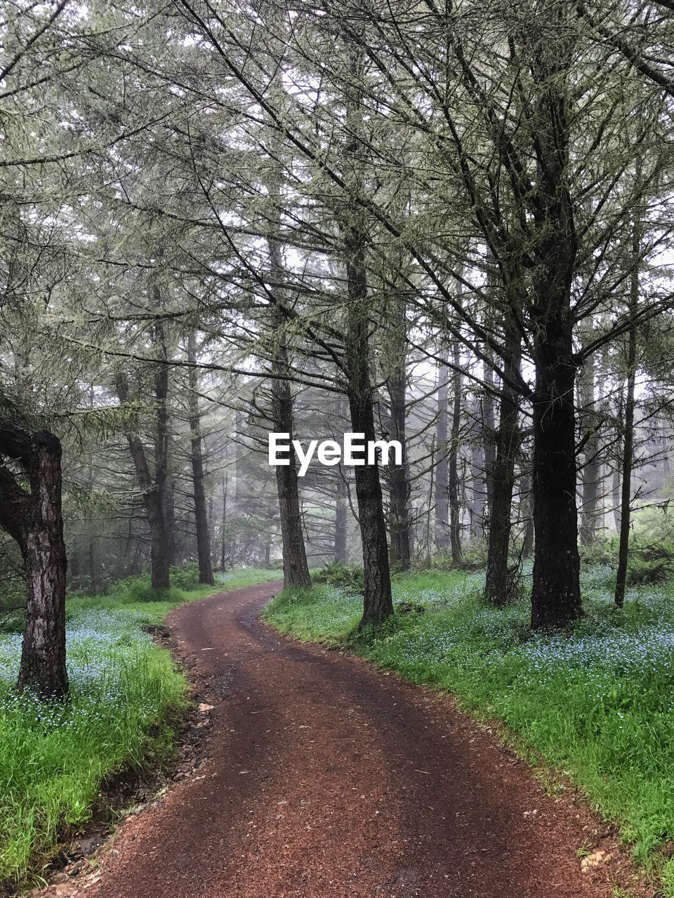 Road amidst trees in forest