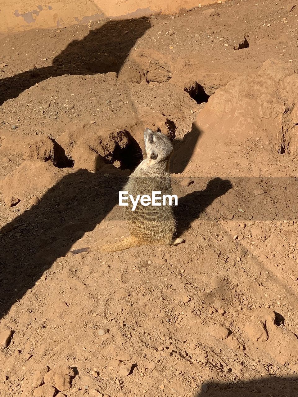 Meerkat sunning it up