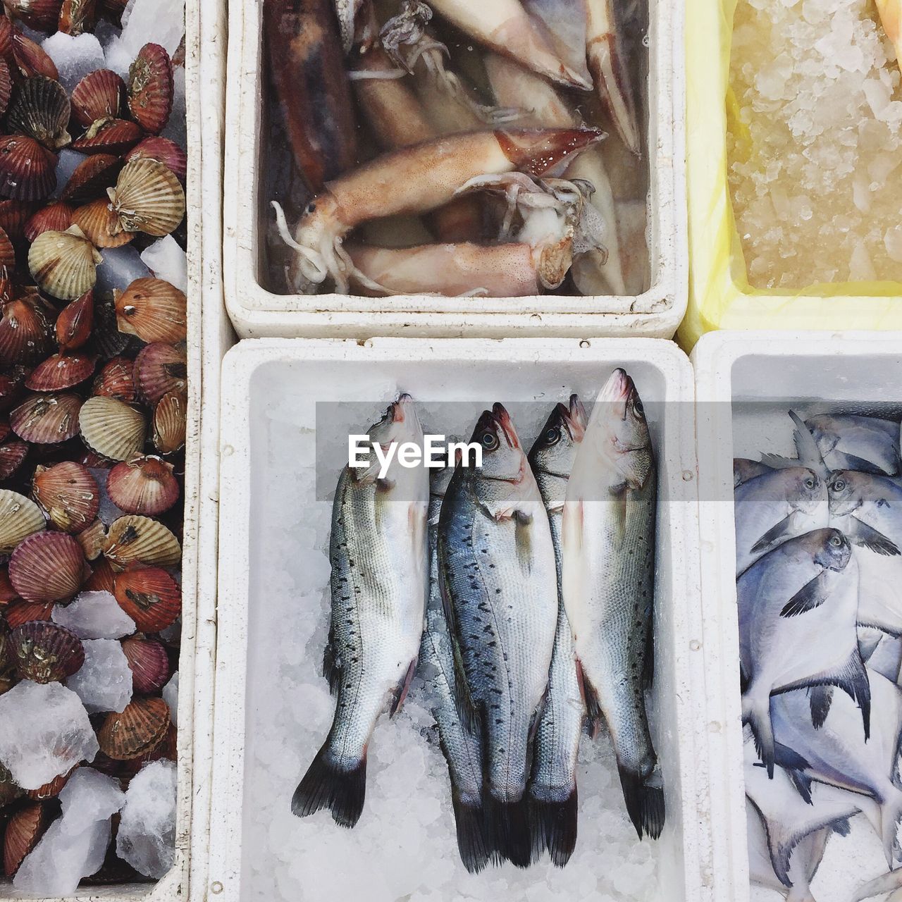 High angle view of fish for sale in market