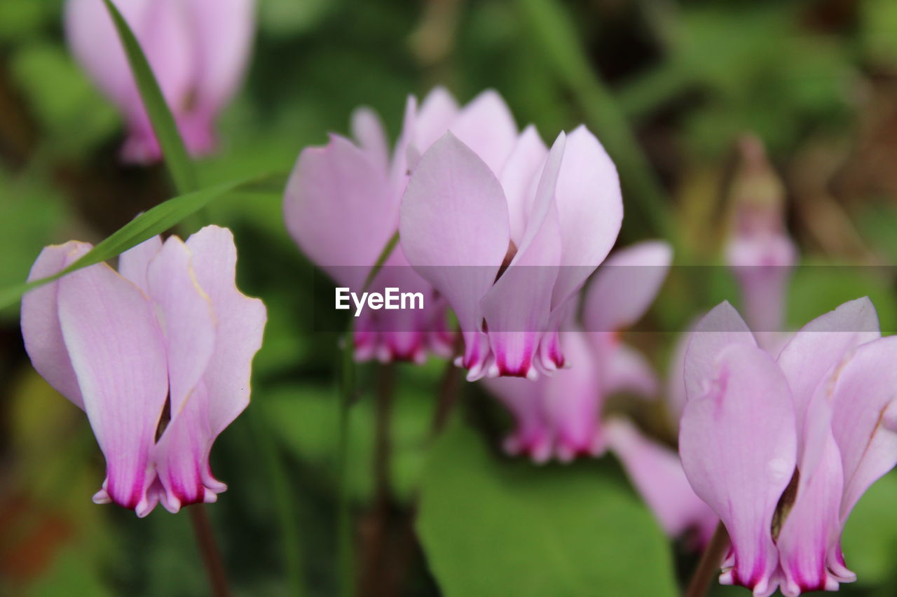 CLOSE-UP OF PURPLE CROCUS BLOOMING OUTDOORS