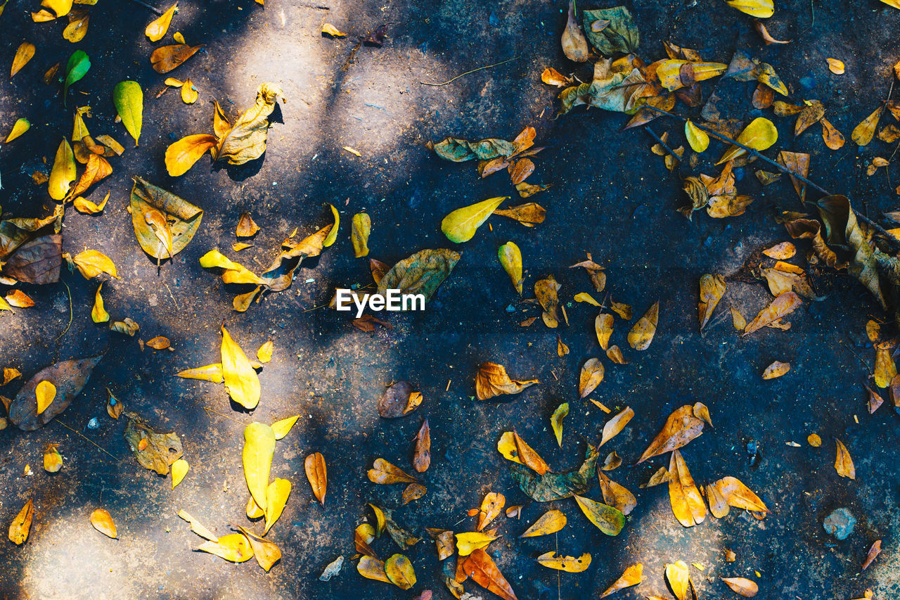 HIGH ANGLE VIEW OF LEAVES FALLEN IN LAKE