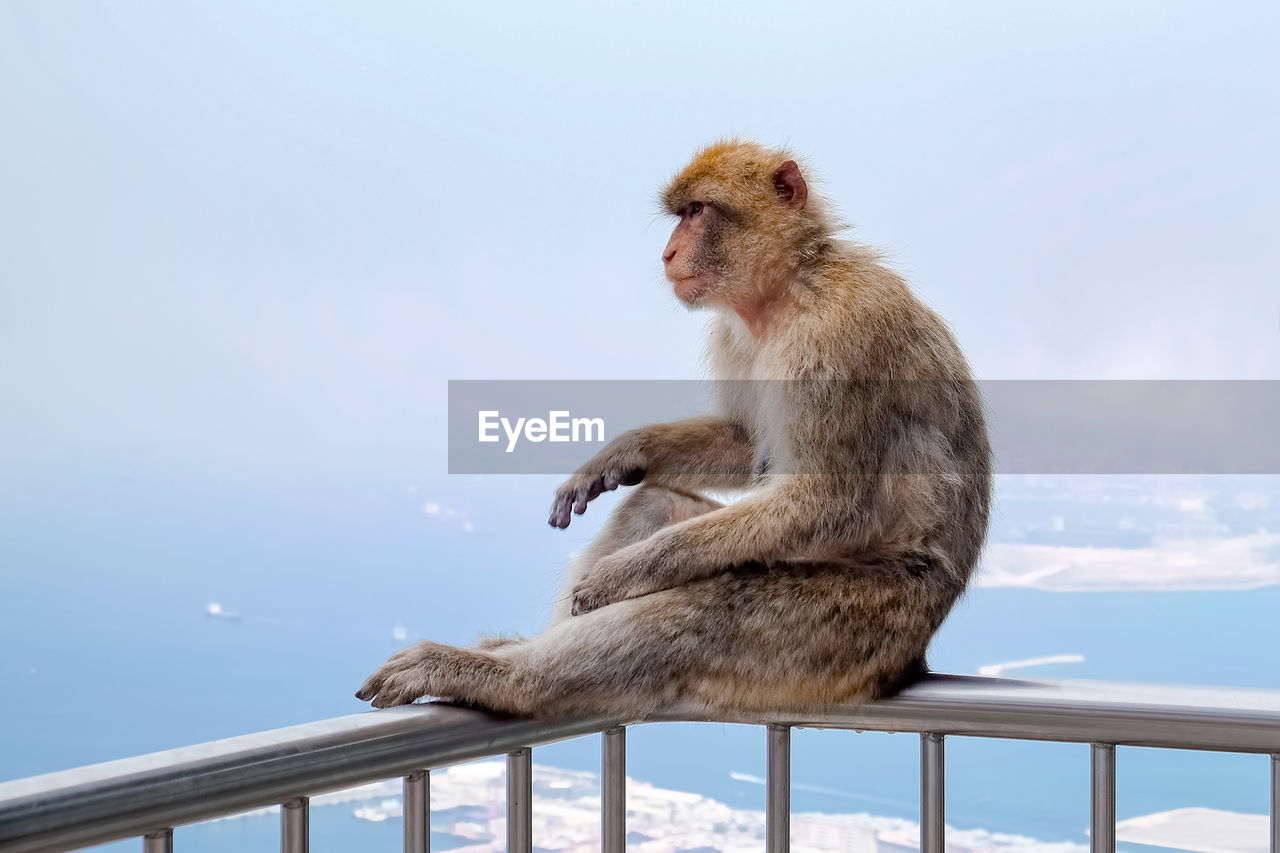 Monkey sitting on railing against sky