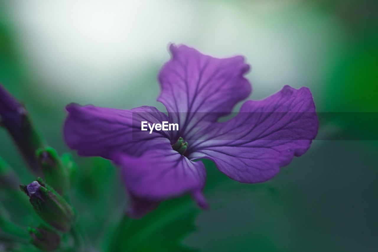 Close-up of purple flowering plant