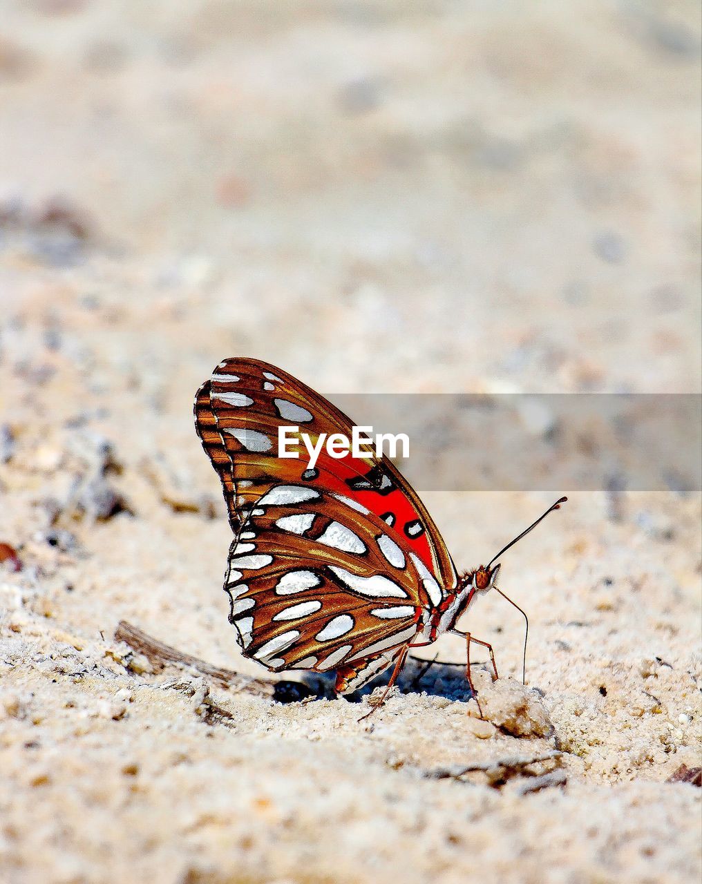 CLOSE-UP OF BUTTERFLY ON SANDY SAND