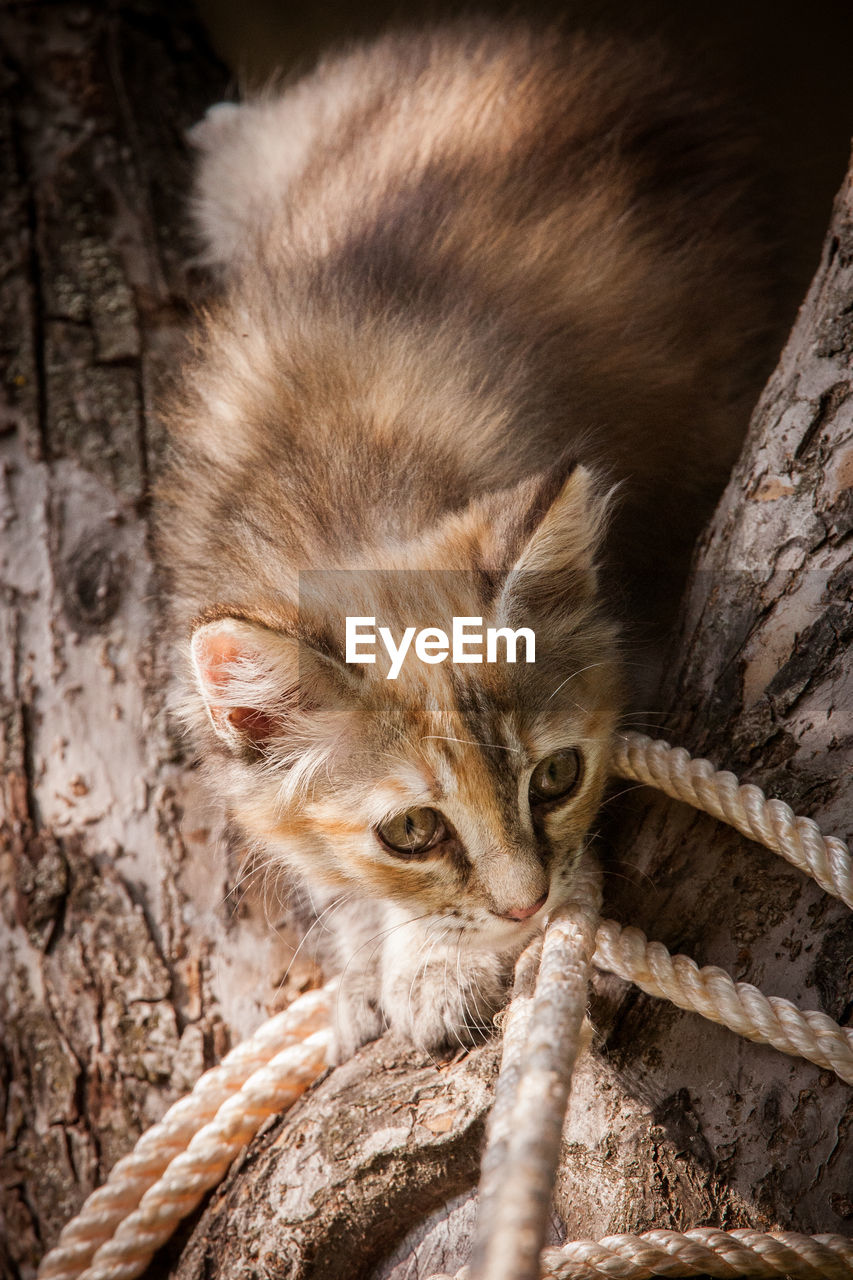 A cute tricolor kitten climbing tree with rope