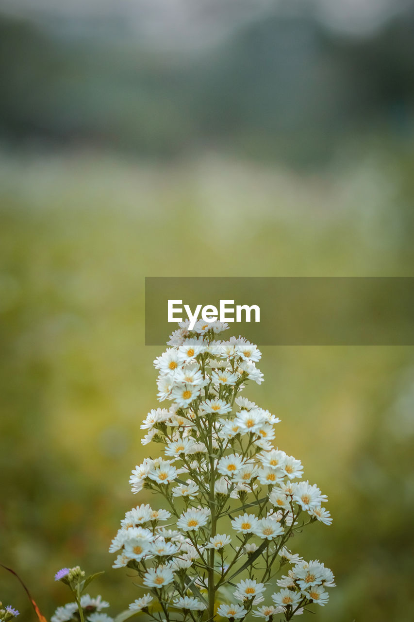 CLOSE-UP OF WHITE FLOWERING PLANT