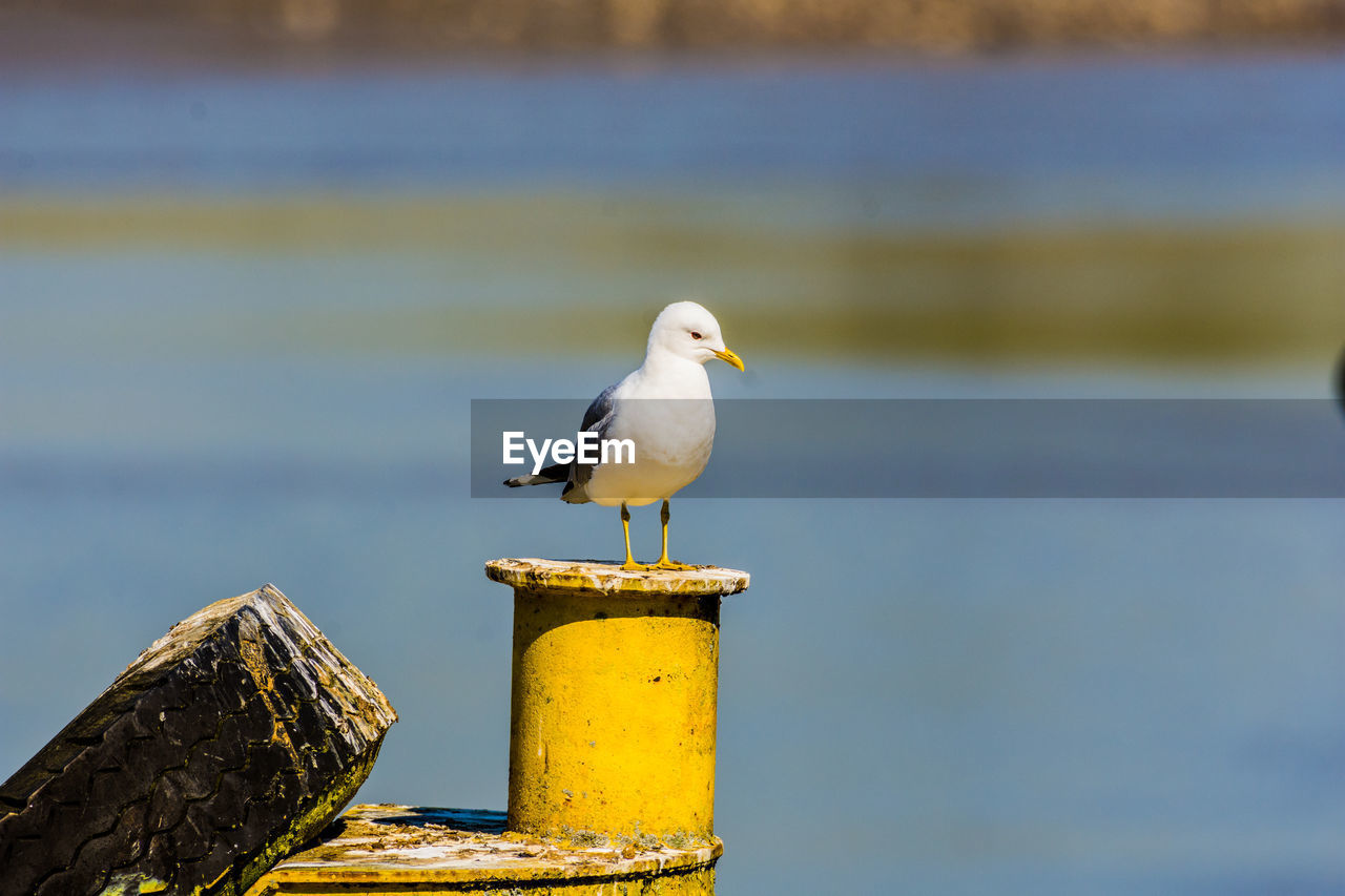 Close-up of seagull perching on wooden post